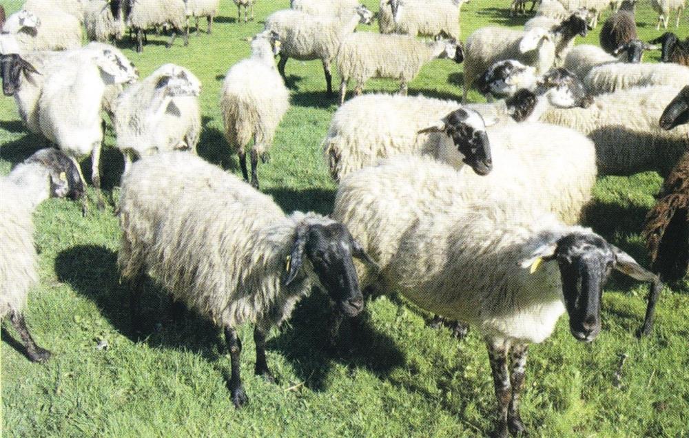 Η Περιφέρεια Θεσσαλίας θέτει υπό την προστασία της το καραγκούνικο αιγοπρόβατο