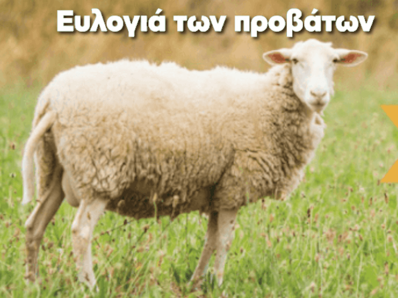 Όλες οι κρίσιμες απαντήσεις για την ευλογιά των αιγοπροβάτων