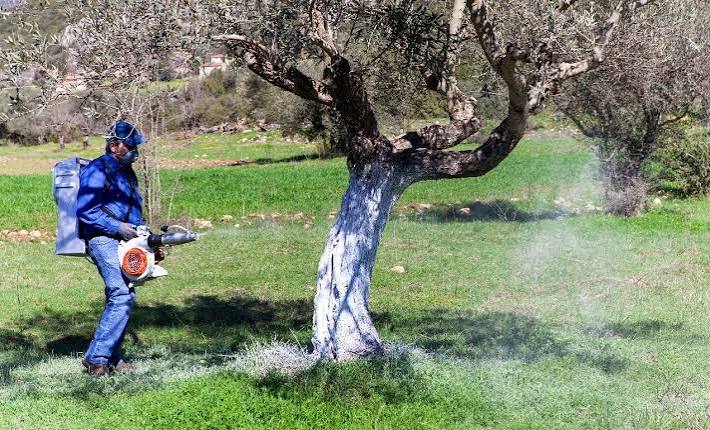 ΔΑΟ ΠΕ Λάρισας: Δολωματικός ψεκασμός στα ελαιόδεντρα στο Δήμο Τεμπών 