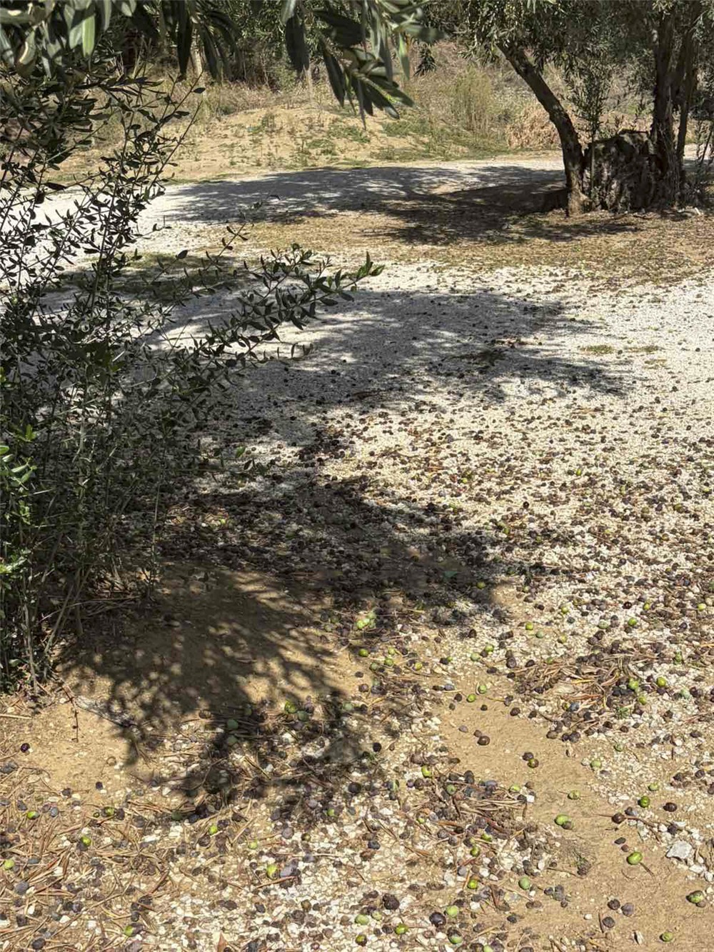 Αυτοψία της Περιφέρειας Θεσσαλίας σε ελαιοπαραγωγικές περιοχές  του Δήμου Αλμυρού