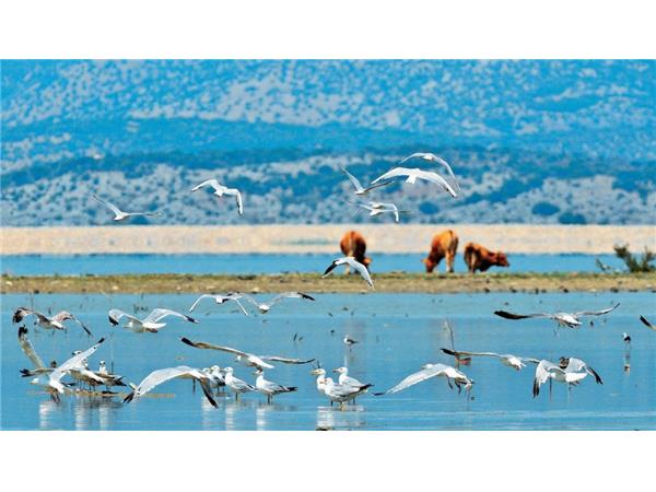 Σύσκεψη  για την Κάρλα